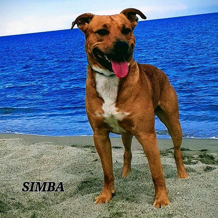 Simba