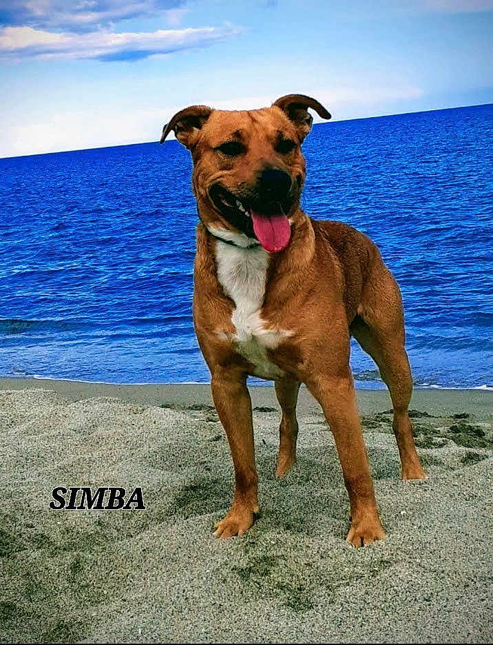 Simba