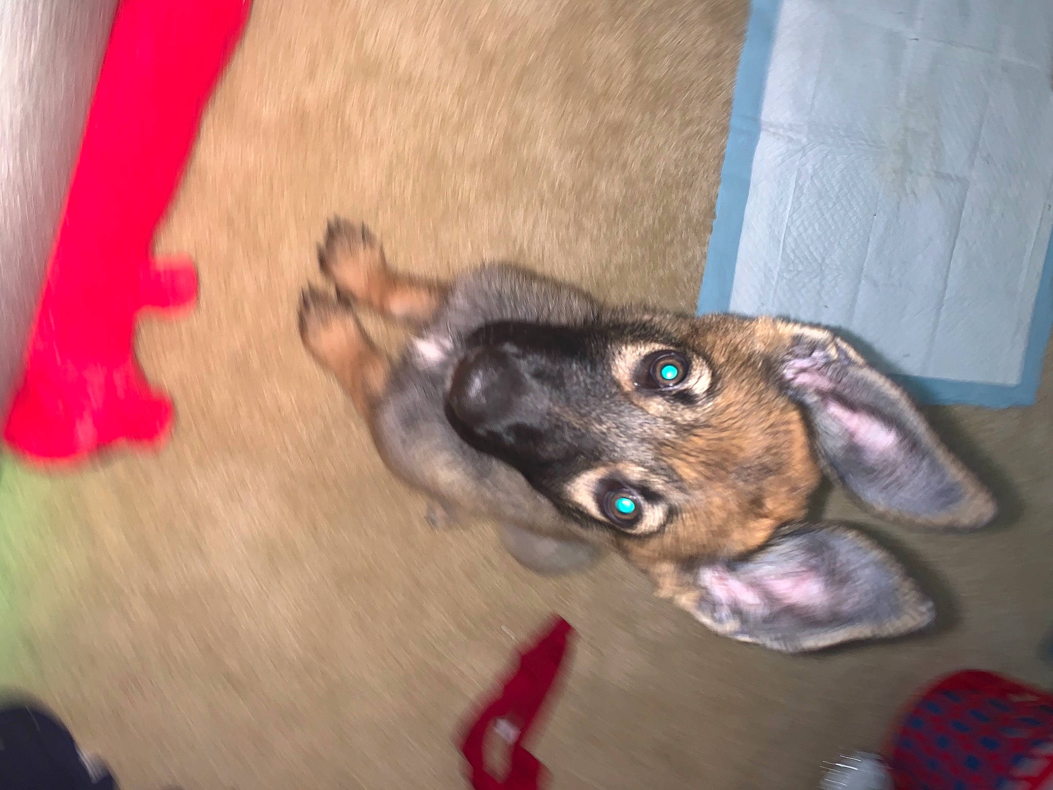 Athena joined the competition — help win amazing prizes! canidae, carnivore, dachshund, dog, dog_breed, puppy, snout, sporting_group