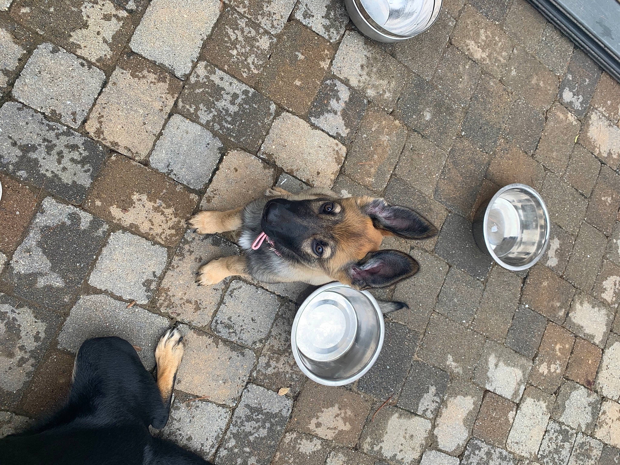 Athena joined the competition — help win amazing prizes! canidae, carnivore, dog, dog_breed, fawn, footwear, road_surface, shoe, sidewalk, snout, street_dog, working_dog