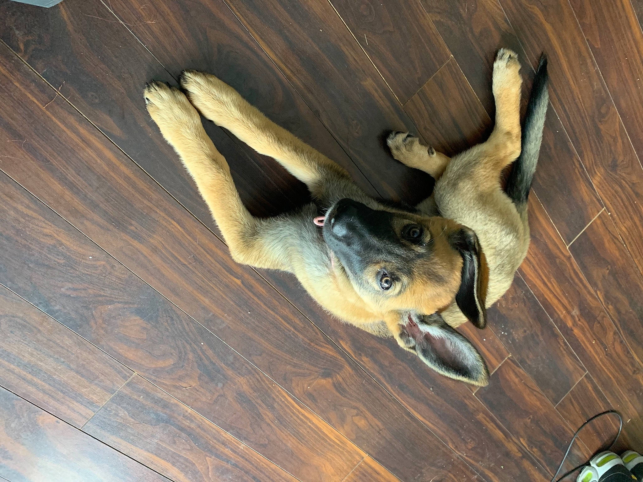 Athena is registered to the contest to win money with this photo: canidae, carnivore, fawn, floor, wood