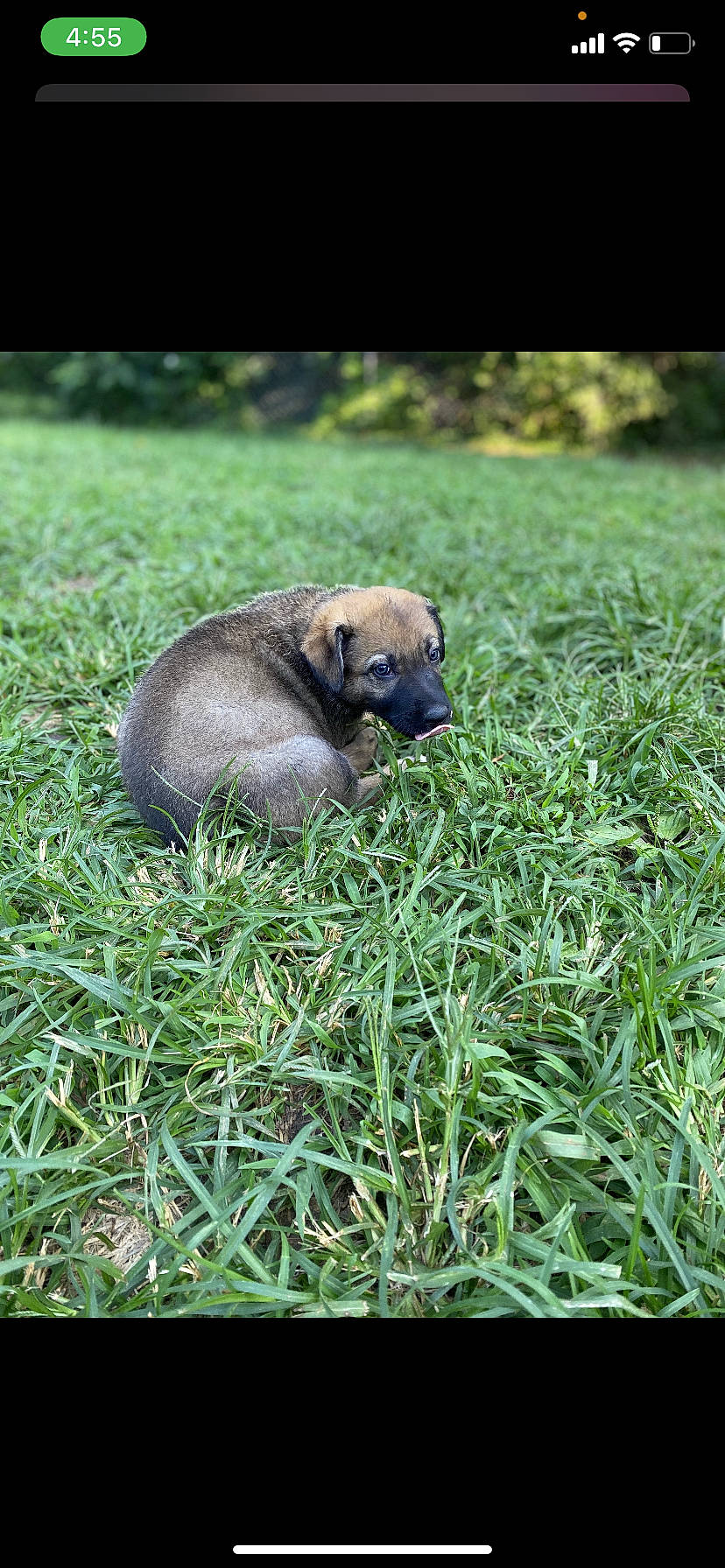Athena is registered to the contest to win money with this photo: black_mouth_cur, canidae, carnivore, companion_dog, dog, dog_breed, fawn, grass, mammal, plant, puppy, snout, vertebrate, wildlife