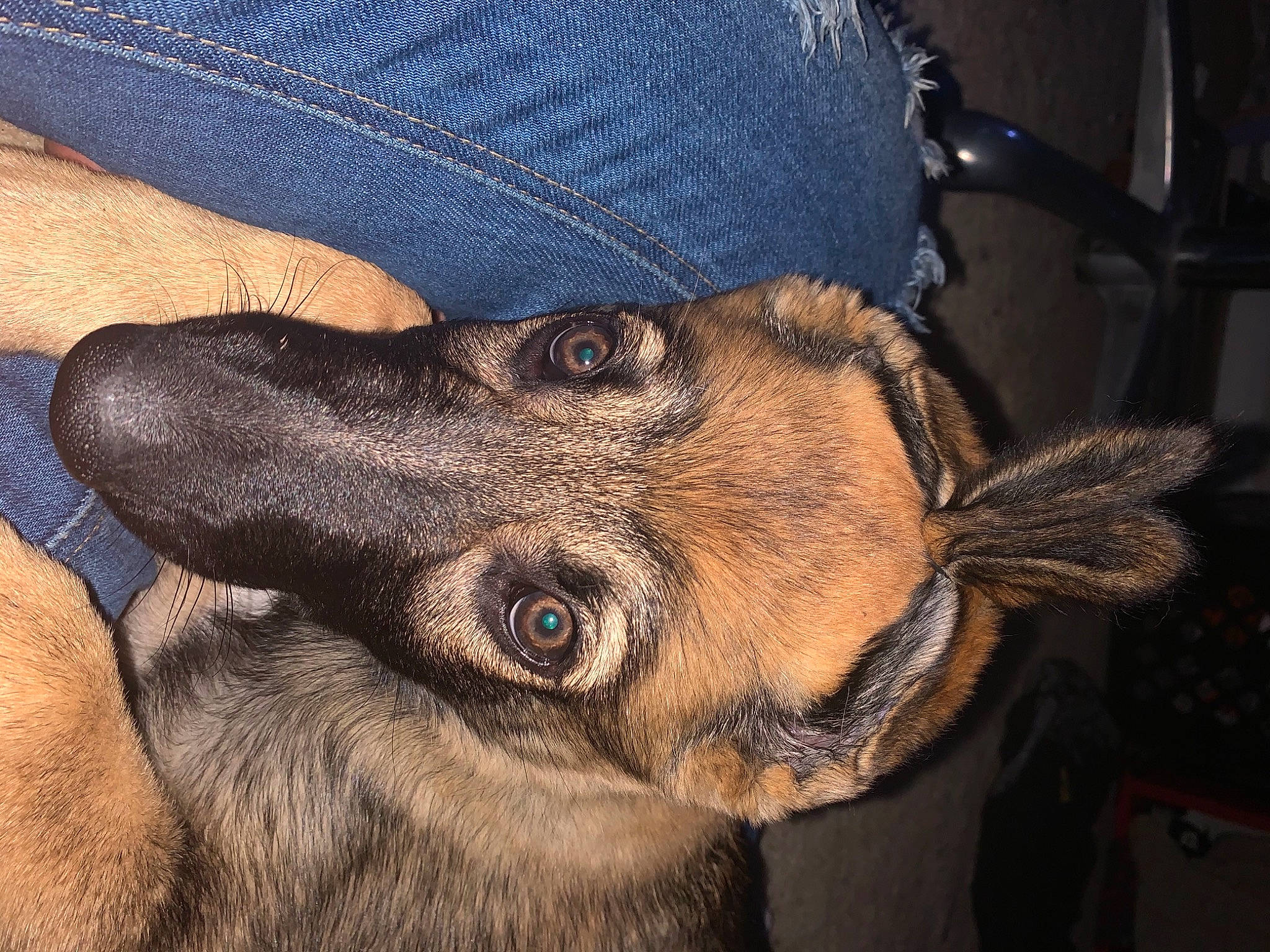 Athena is registered to the contest to win money with this photo: canidae, carnivore, dachshund, dog, dog_breed, ear, eye, fawn, lurcher, mammal, nose, puppy, snout