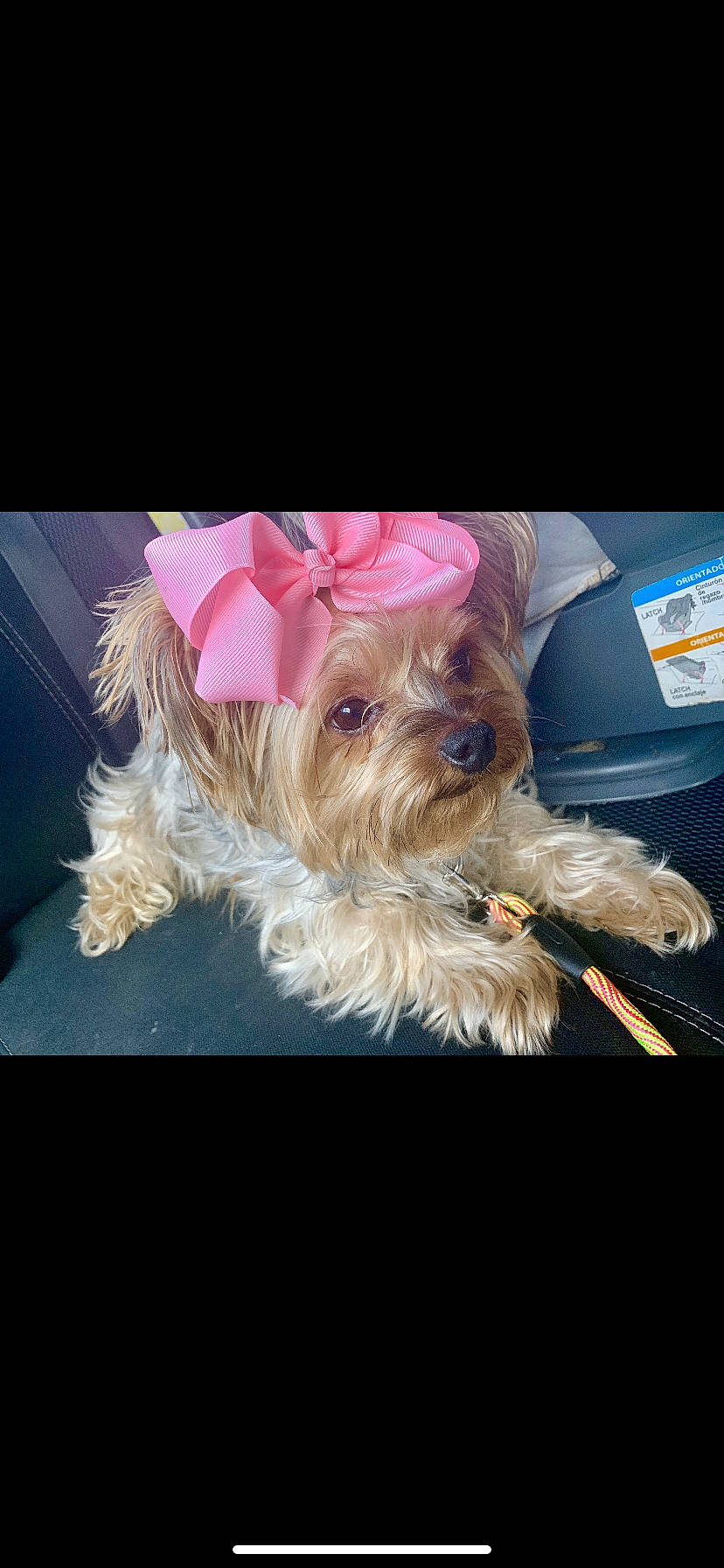 Lola is registered to the contest to win money with this photo: australian_silky_terrier, biewer_terrier, bolonka, canidae, carnivore, companion_dog, dog, dog_breed, glen_of_imaal_terrier, mammal, morkie, puppy, rare_breed_dog, small_terrier, snout, sporting_lucas_terrier, terrier, toy_dog, vertebrate, yorkshire_terrier