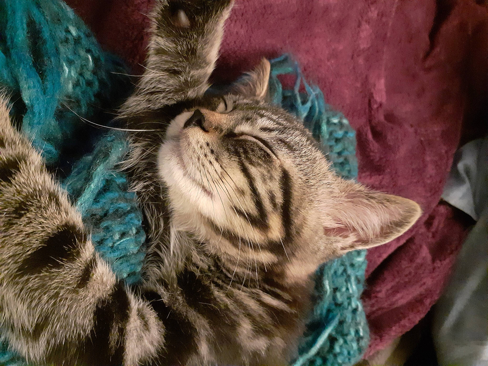 Taz a rejoint le concours — aidez-le/la à gagner de superbes lots ! big_cats, carnivore, cat, cat_supply, claw, comfort, domestic_short_haired_cat, fawn, felidae, fur, nap, pattern, paw, sleep, small_to_medium_sized_cats, snout, tail, terrestrial_animal, whiskers, wildlife