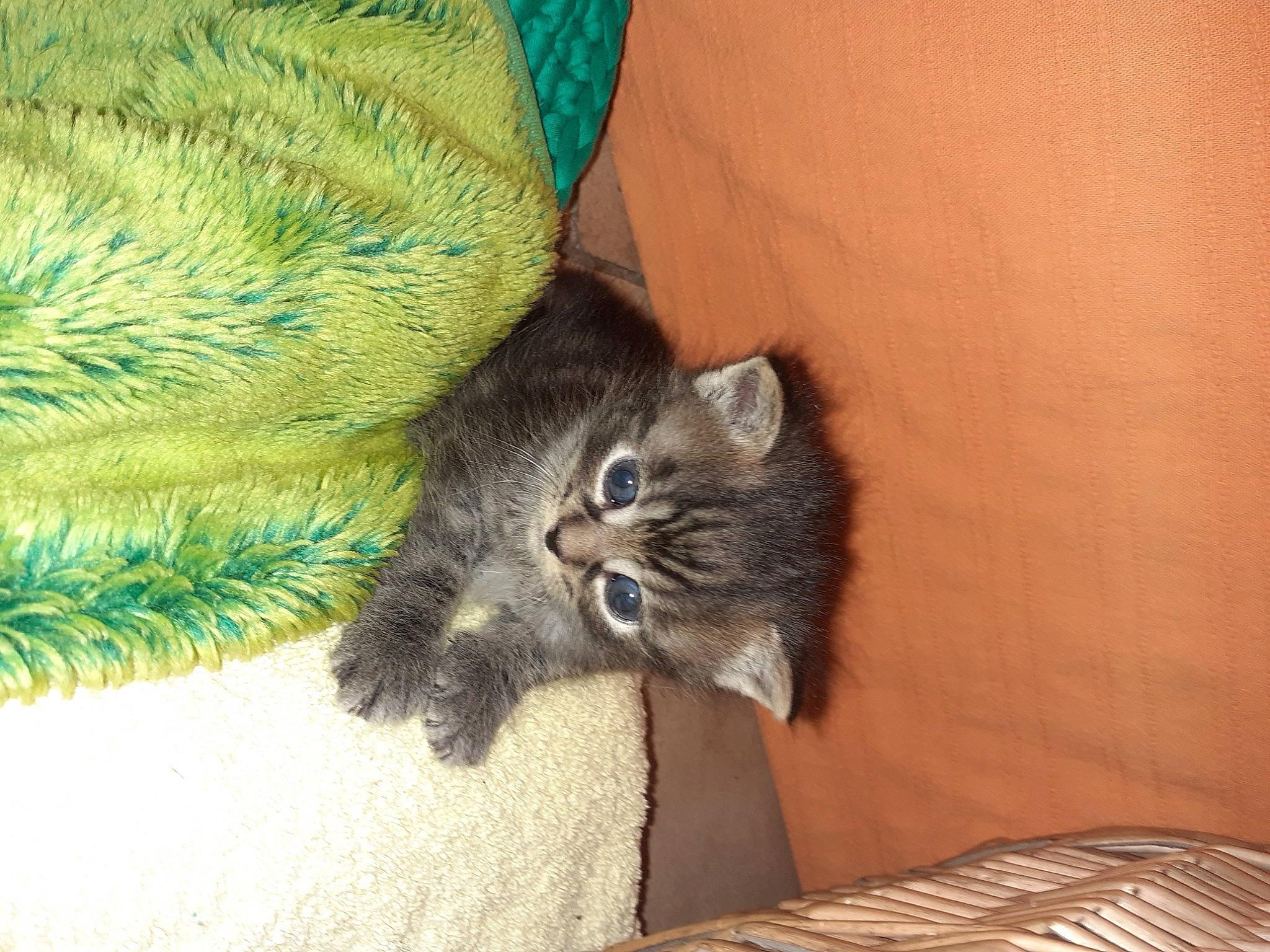 Taz participe au concours pour gagner de l'argent avec cette photo : carnivore, cat, claw, comfort, conifer, domestic_short_haired_cat, electric_blue, eye, fawn, felidae, flooring, fur, hardwood, paw, plant, small_to_medium_sized_cats, snout, tail, whiskers, wood