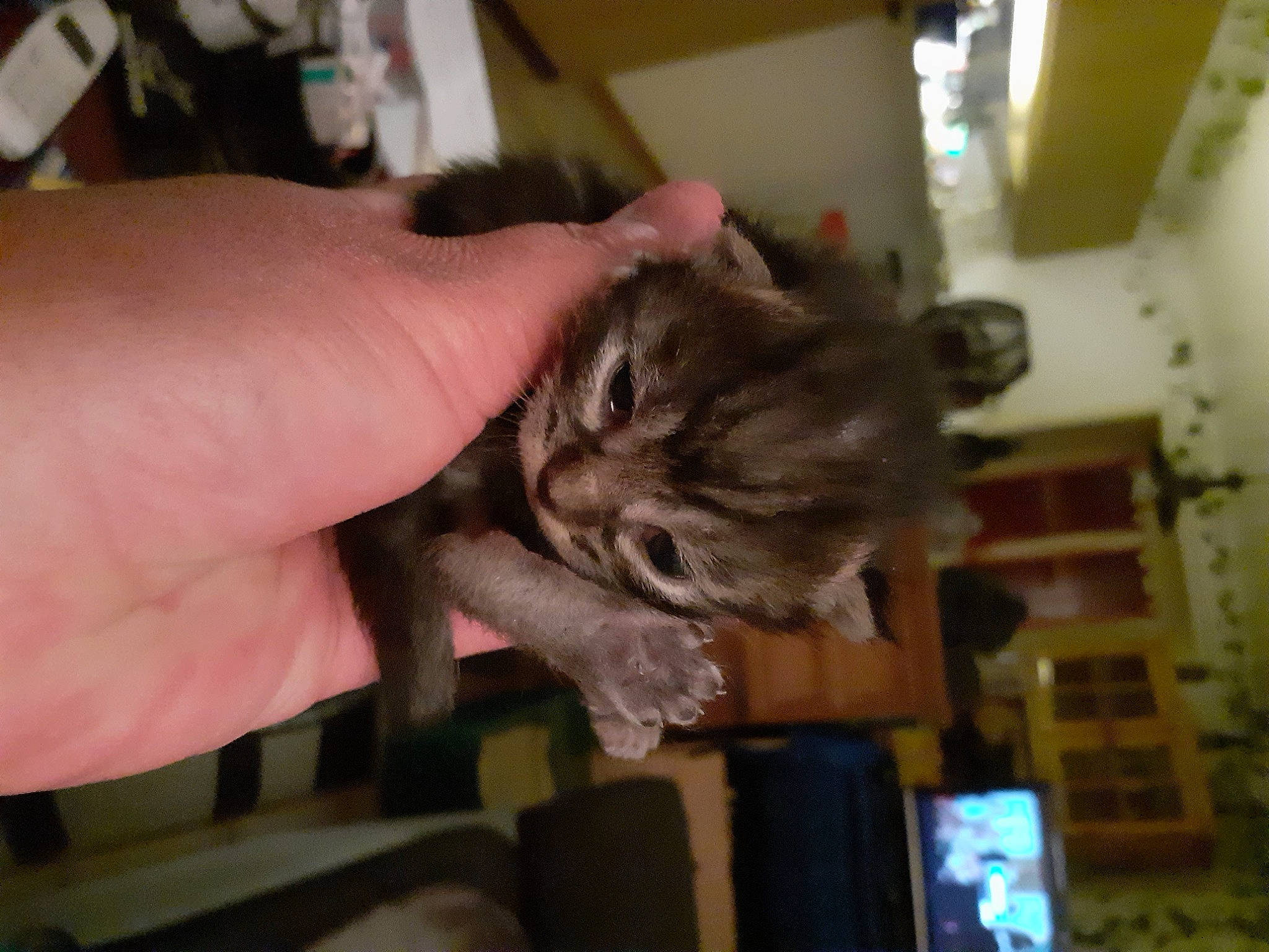 Taz participe au concours pour gagner de l'argent avec cette photo : carnivore, cat, domestic_short_haired_cat, ear, felidae, fur, nail, small_to_medium_sized_cats, whiskers