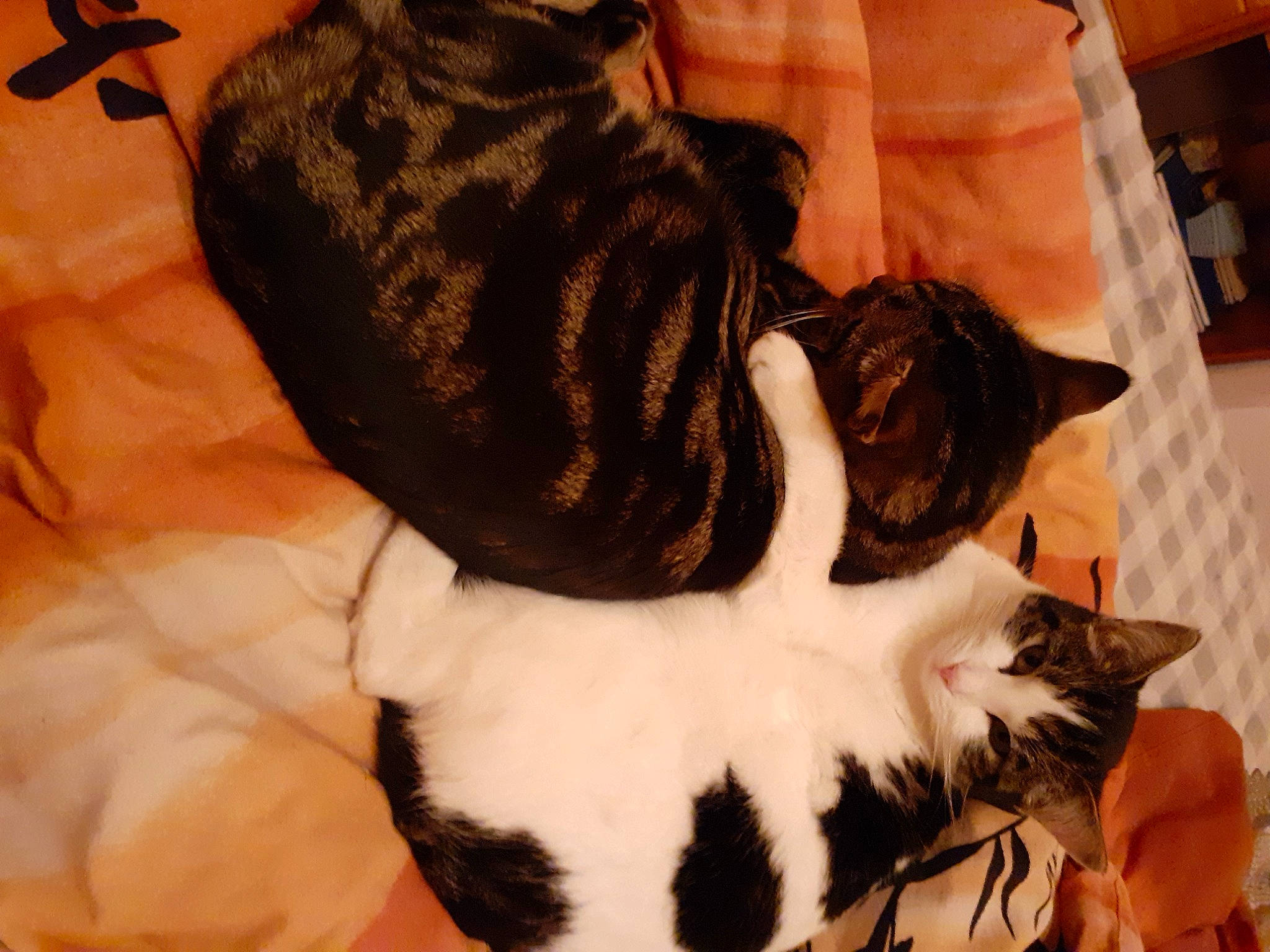 Taz a rejoint le concours — aidez-le/la à gagner de superbes lots ! brown, carnivore, cat, cat_supply, claw, comfort, domestic_short_haired_cat, felidae, fur, linens, nap, paw, small_to_medium_sized_cats, tail, whiskers