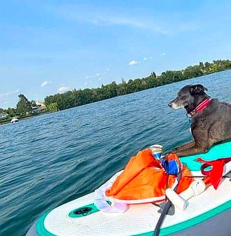 Maïtika a rejoint le concours — aidez-le/la à gagner de superbes lots ! boat, boats_and_boating_equipment_and_supplies, carnivore, cloud, collar, companion_dog, dog, dog_breed, fun, lake, leisure, lifejacket, personal_protective_equipment, recreation, sky, tree, vehicle, water, watercraft, working_animal