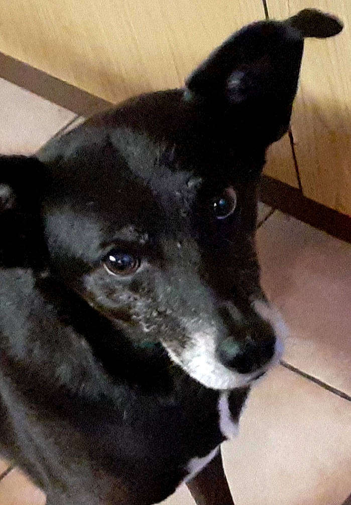 Maïtika participe au concours pour gagner de l'argent avec cette photo : canidae, carnivore, collar, companion_dog, dog, dog_breed, dog_collar, ear, fawn, fur, non_sporting_group, pet_supply, snout, sporting_group, terrestrial_animal, whiskers, working_animal, working_dog