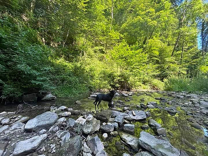 Maïtika a rejoint le concours — aidez-le/la à gagner de superbes lots ! bank, bedrock, biome, deciduous, dog, forest, grass, groundcover, landscape, natural_landscape, outcrop, plant, riparian_zone, stream, trail, tree, trunk, vegetation, wood, working_animal