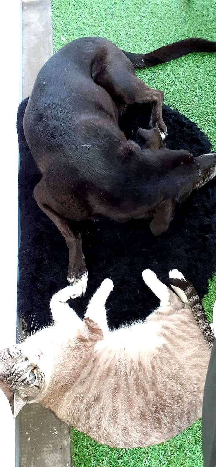 Maïtika participe au concours pour gagner de l'argent avec cette photo : canidae, carnivore, companion_dog, dog, dog_breed, fawn, fur, gesture, goat, goat_antelope, goats, liver, livestock, paw, snout, sporting_group, tail, terrestrial_animal, wildlife, working_animal