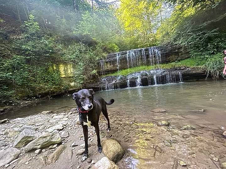 Maïtika participe au concours pour gagner de l'argent avec cette photo : biome, carnivore, creek, dog, dog_breed, fawn, fluvial_landforms_of_streams, forest, landscape, natural_landscape, outdoor_recreation, plant, recreation, spring, tree, water, water_resources, watercourse, waterfall, working_animal