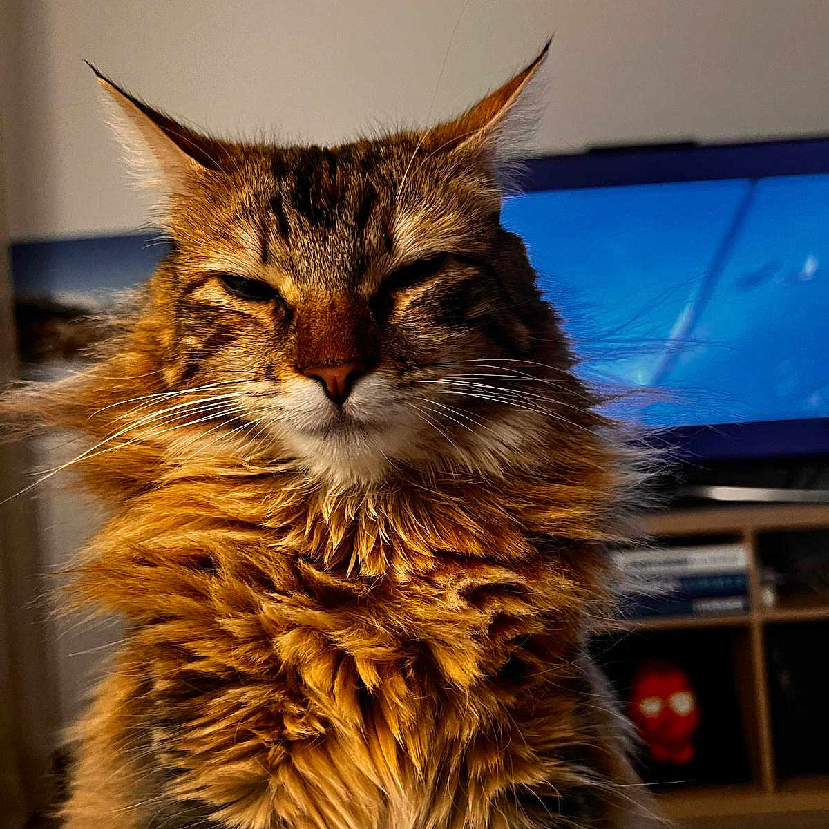 Luna participe au concours pour gagner de l'argent avec cette photo : animal, architecture, building, cat, computerhardware, electronics, entertainmentcenter, furniture, hardware, hardwood, indoors, kitten, livingroom, manx, monitor, pet, room, screen, tv, wood
