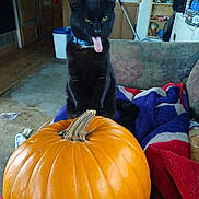 Midnight Moon joined the competition — help win amazing prizes! animal, black_cat, blanket, blue_collar, cabinet, cat, cozy, furniture, home, household_items, indoor, orange, pet, playful, pumpkin, relaxed, sofa, tongue_out, window, wood_floor