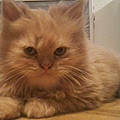 Lucinda C.