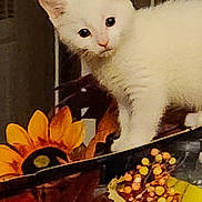 Nyxie joined the competition — help win amazing prizes! cat, kitten, white_cat, pet, flower, sunflower, indoor, decor, curious, wide_eyes, fur, close_up, portrait, standing, table, autumn, berries, vase, playful, small_animal