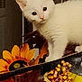 cat, kitten, white_cat, pet, flower, sunflower, indoor, decor, curious, wide_eyes, fur, close_up, portrait, standing, table, autumn, berries, vase, playful, small_animal