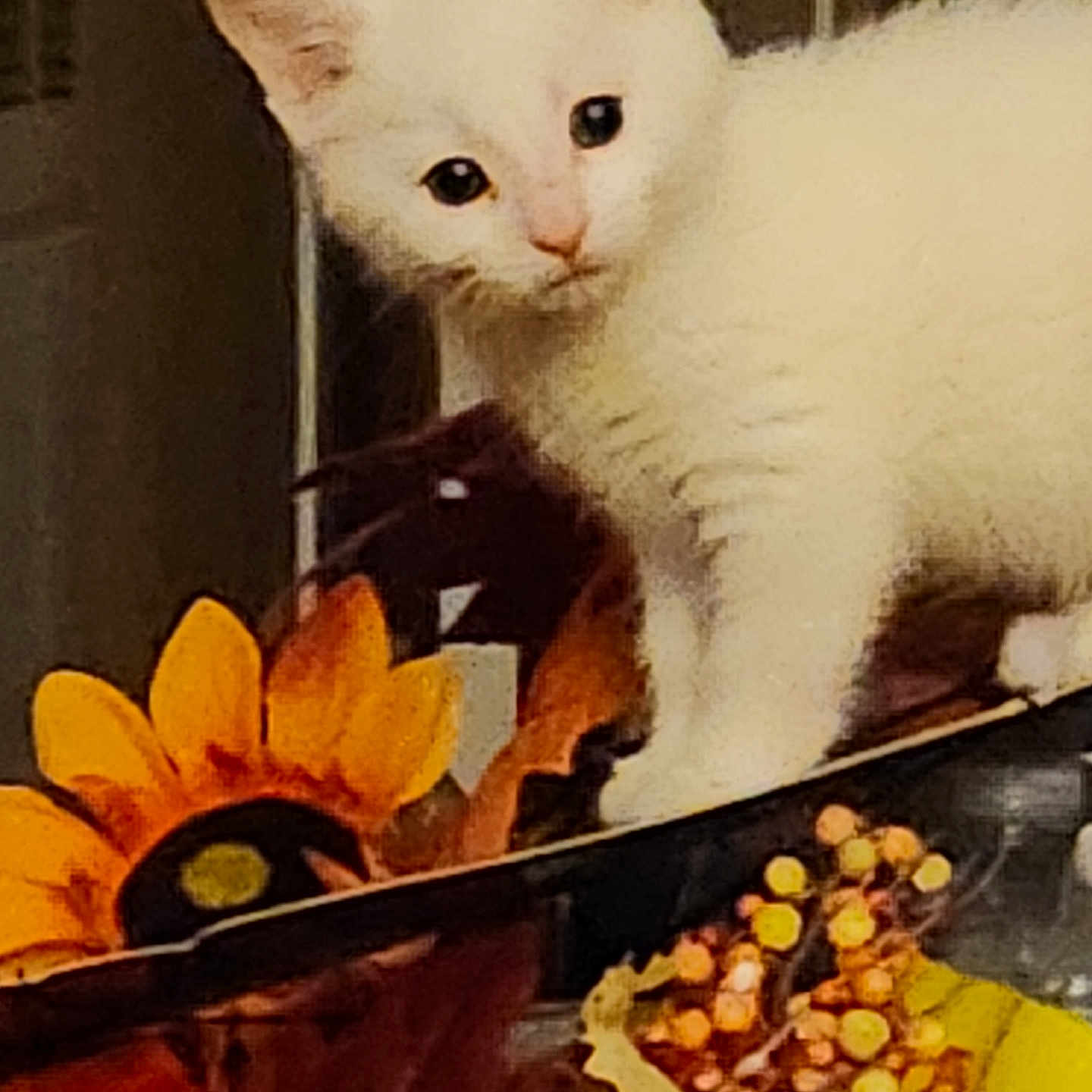 Nyxie joined the competition — help win amazing prizes! autumn, berries, cat, close_up, curious, decor, flower, fur, indoor, kitten, pet, playful, portrait, small_animal, standing, sunflower, table, vase, white_cat, wide_eyes