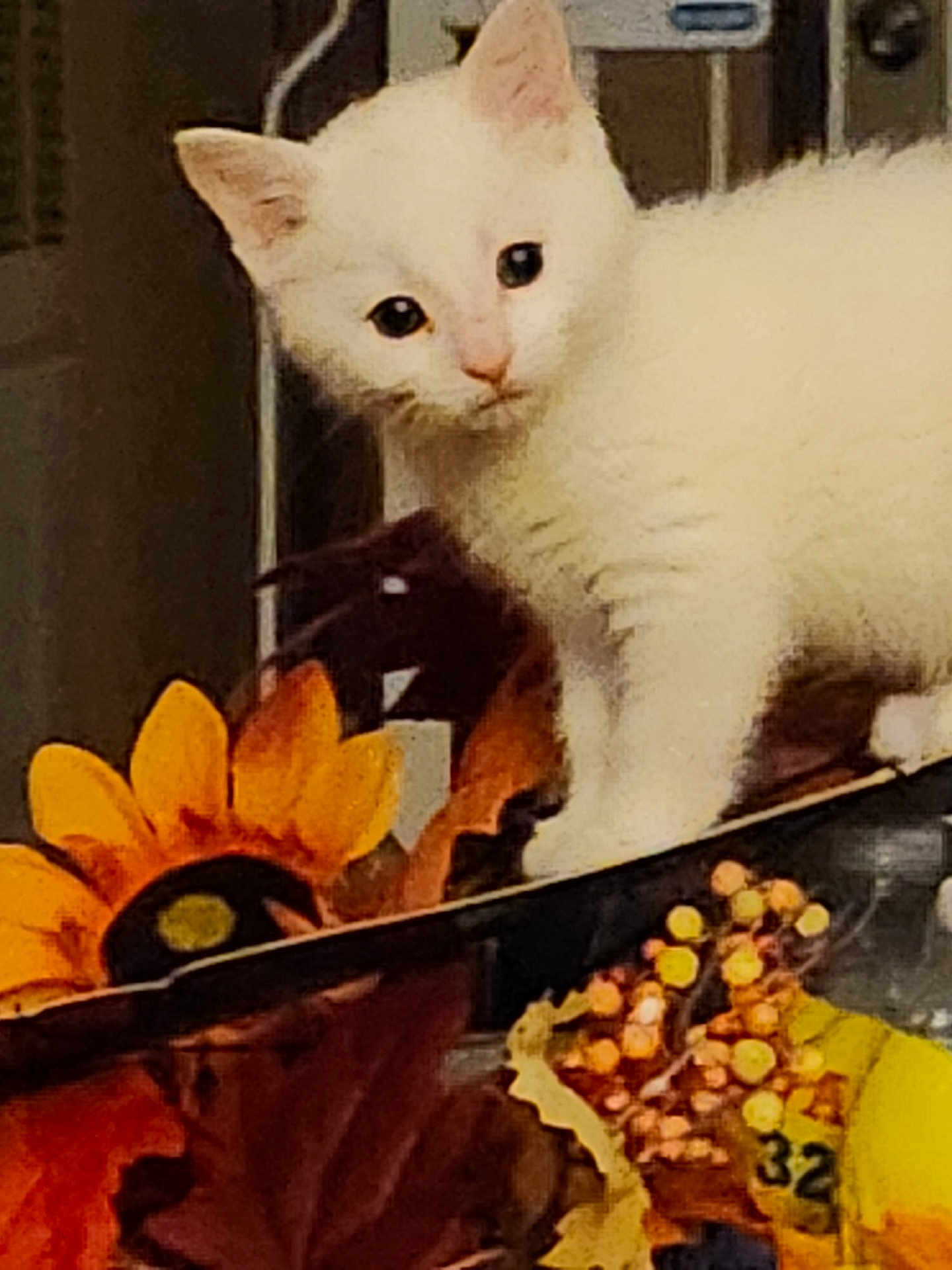 Nyxie joined the competition — help win amazing prizes! cat, kitten, white_cat, pet, flower, sunflower, indoor, decor, curious, wide_eyes, fur, close_up, portrait, standing, table, autumn, berries, vase, playful, small_animal