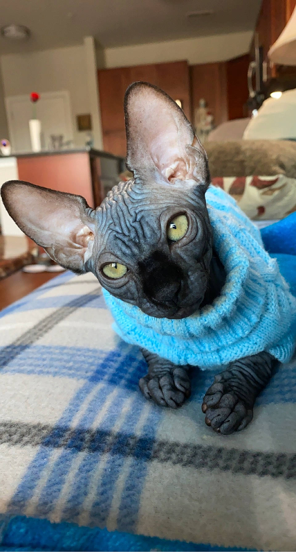 Theo is registered to the contest to win money with this photo: art, blue, carnivore, cat, cone, electric_blue, fawn, felidae, flooring, fur, grey, mammal, nose, purple, sculpture, small_to_medium_sized_cats, snout, terrestrial_animal, toy, whiskers