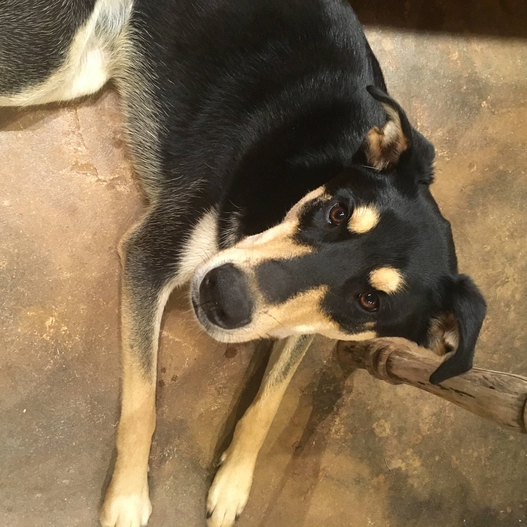 Pablo Picasso is registered to the contest to win money with this photo: ancient_dog_breeds, canidae, carnivore, companion_dog, dog, dog_breed, fur, guard_dog, mammal, paw, snout, sporting_group, street_dog, tail, terrestrial_animal, tints_and_shades, whiskers, working_animal, working_dog