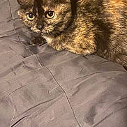 Lucy is registered to the contest to win money with this photo: animal, bed, blanket, cat, closeup, cozy, curious, cute, domestic, eyes, feline, fur, indoor, mammal, pet, relaxing, resting, sleepy, tortoiseshell, whiskers