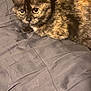 animal, bed, blanket, cat, closeup, cozy, curious, cute, domestic, eyes, feline, fur, indoor, mammal, pet, relaxing, resting, sleepy, tortoiseshell, whiskers