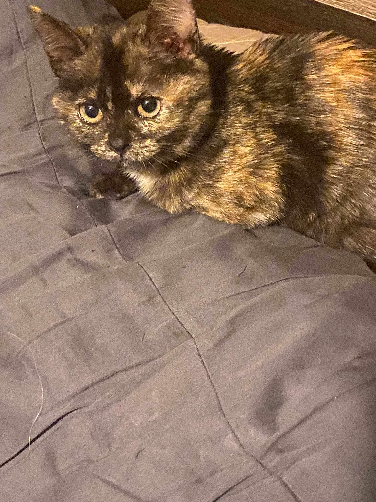 Lucy