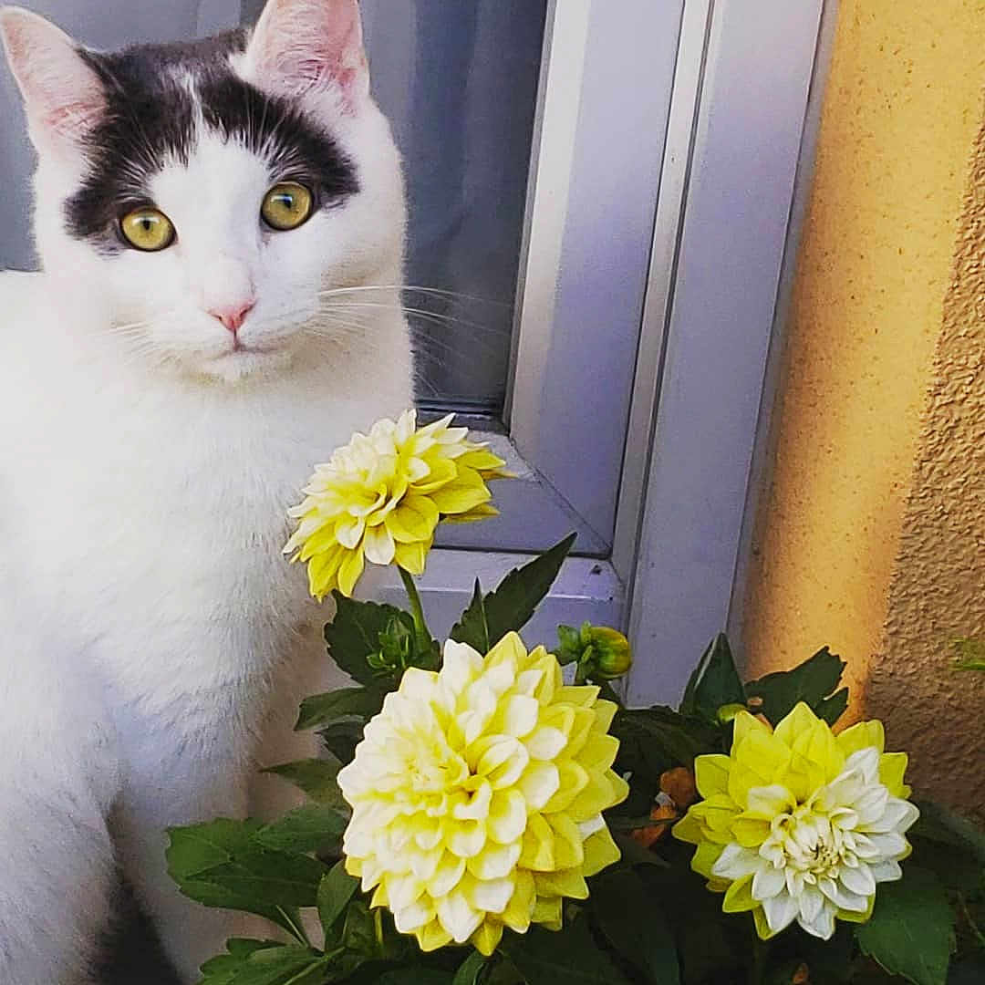 Yna participe au concours pour gagner de l'argent avec cette photo : angora, animal, cat, dahlia, daisy, flower, flowerarrangement, hardwood, herbal, kitten, person, pet, petal, photobombing, plant, rose, stainedwood, window, windowsill, wood