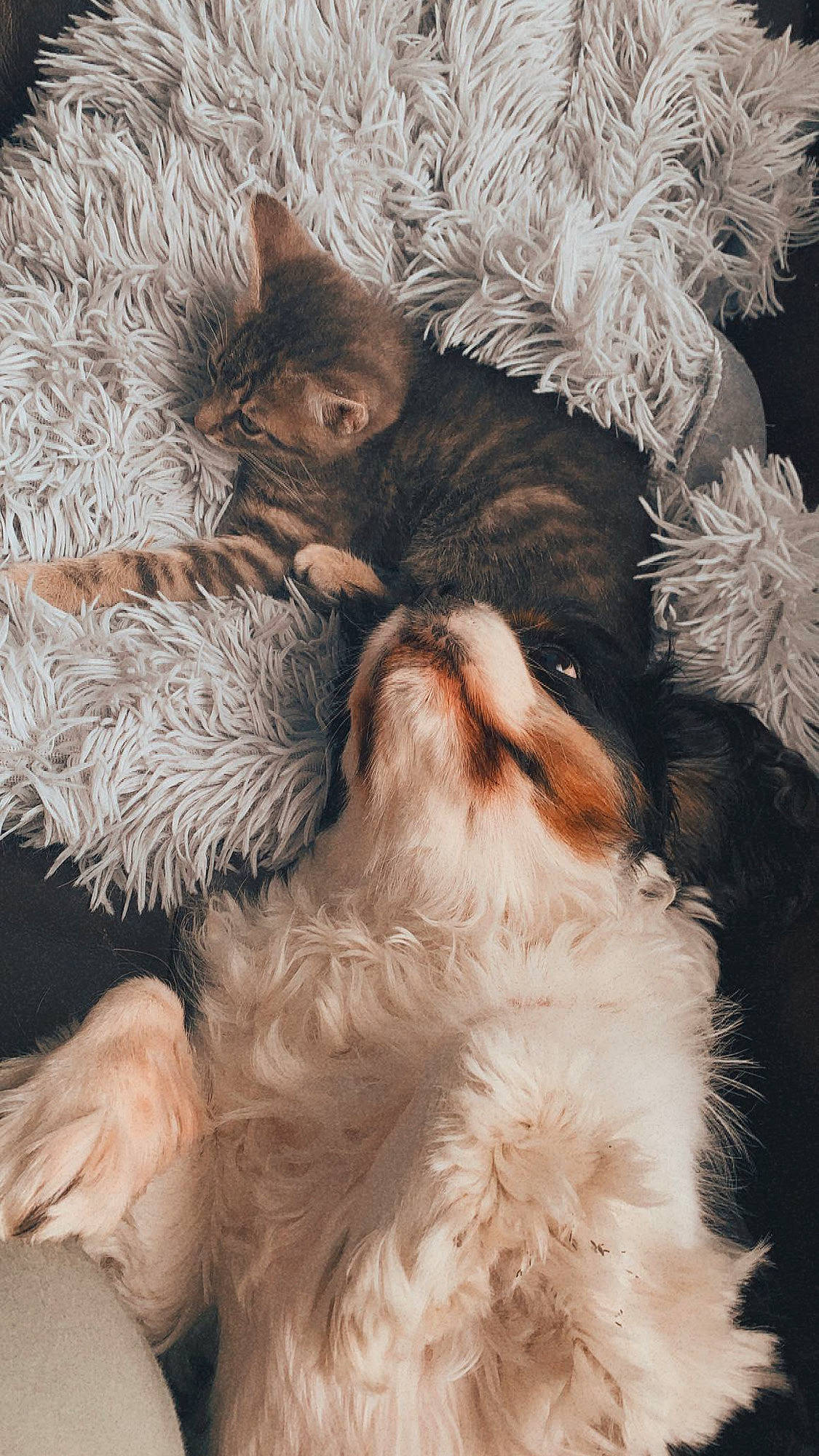 Tigroune a rejoint le concours — aidez-le/la à gagner de superbes lots ! beard, carnivore, cat, claw, comfort, companion_dog, conifer, event, facial_hair, fawn, felidae, fur, hat, natural_material, pattern, paw, small_to_medium_sized_cats, snout, tail, whiskers