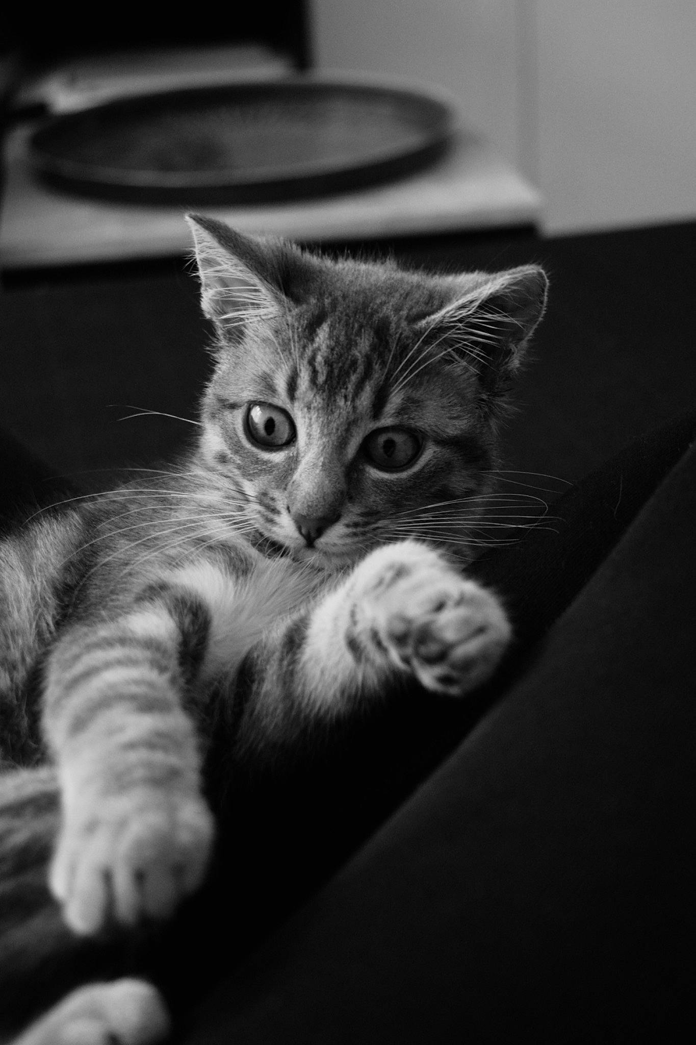 Tigroune a rejoint le concours — aidez-le/la à gagner de superbes lots ! black_and_white, carnivore, cat, claw, comfort, darkness, domestic_short_haired_cat, ear, felidae, fur, grey, mammal, monochrome, monochrome_photography, paw, small_to_medium_sized_cats, snout, stock_photography, style, whiskers