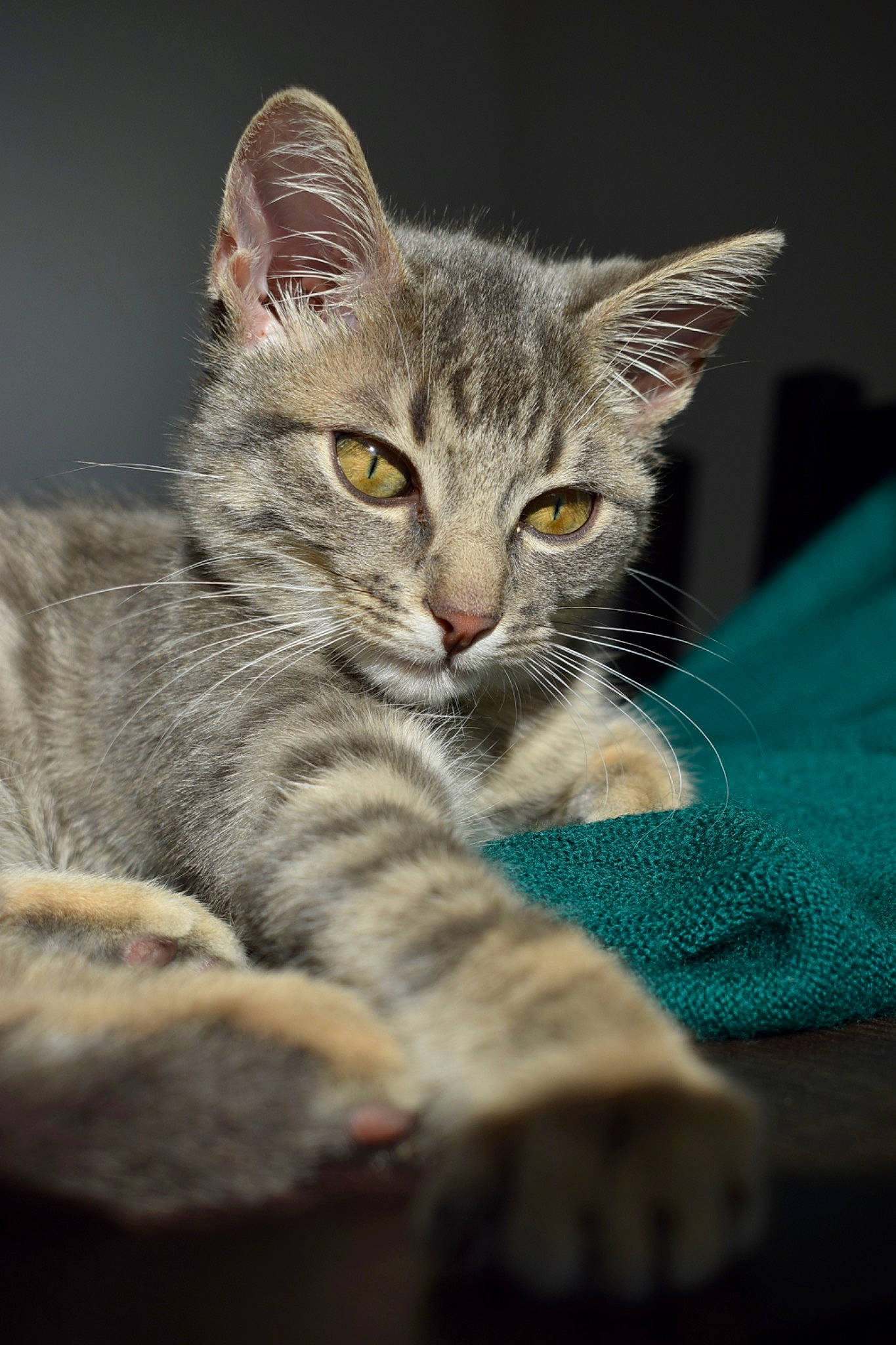 Tigroune a rejoint le concours — aidez-le/la à gagner de superbes lots ! carnivore, cat, cat_supply, claw, comfort, domestic_short_haired_cat, felidae, fur, grey, paw, sitting, small_to_medium_sized_cats, snout, tail, terrestrial_animal, whiskers, wildlife