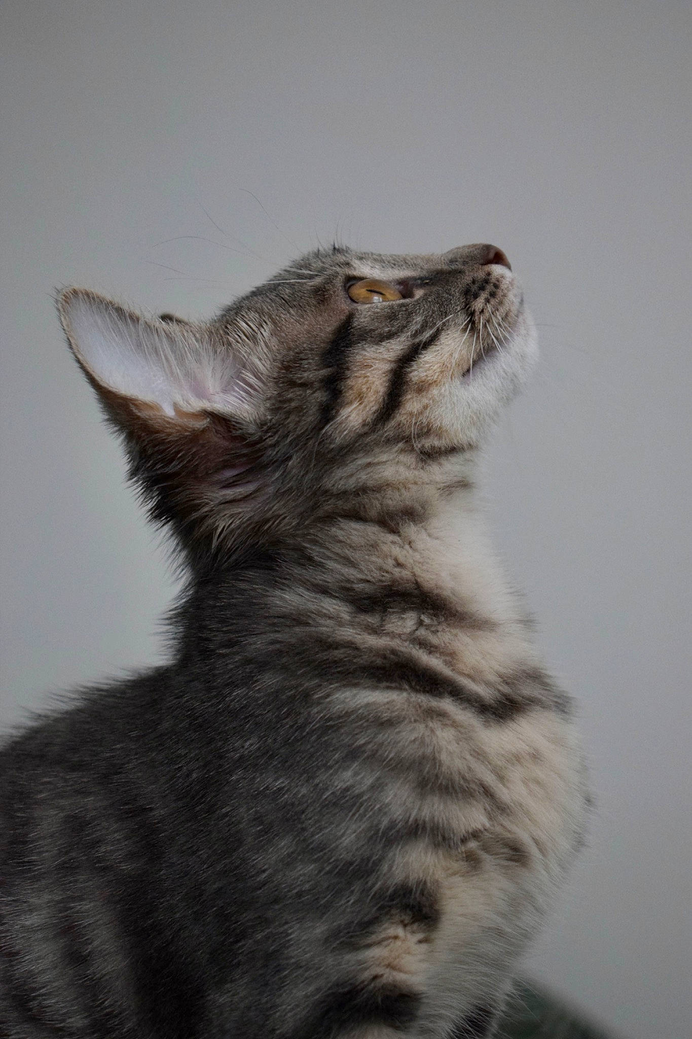 Tigroune participe au concours pour gagner de l'argent avec cette photo : carnivore, cat, claw, domestic_short_haired_cat, eye, felidae, fur, gesture, iris, paw, plant, shadow, small_to_medium_sized_cats, snout, tail, terrestrial_animal, whiskers, wildlife, window