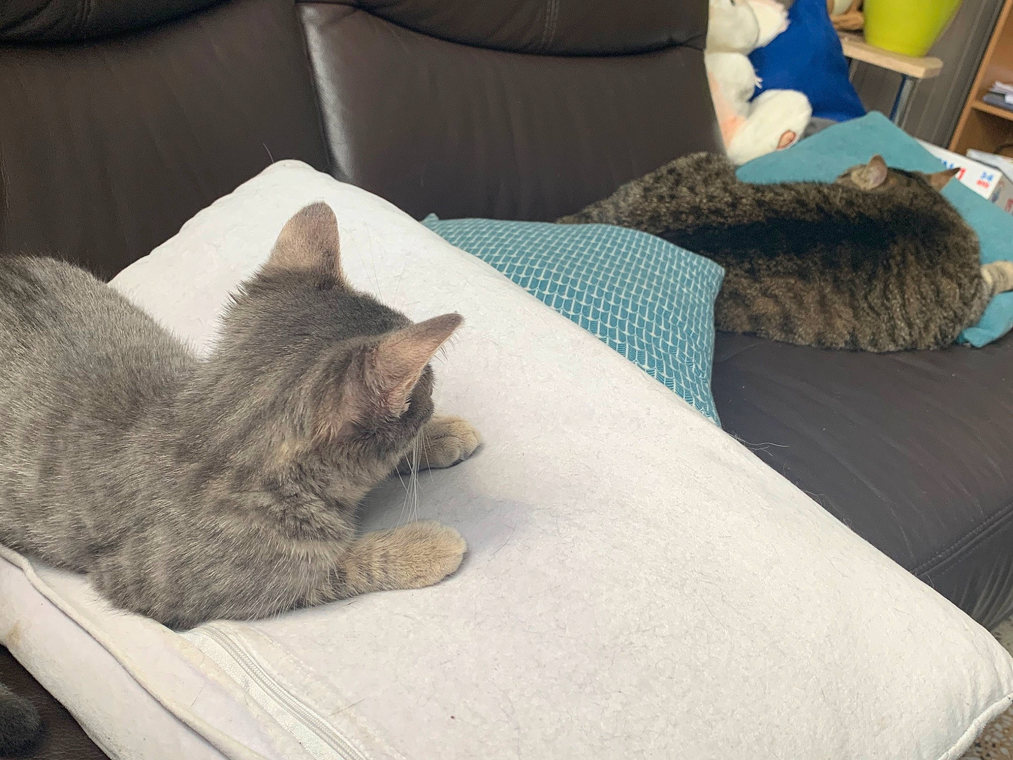 Tigroune a rejoint le concours — aidez-le/la à gagner de superbes lots ! bed_sheet, bedding, carnivore, cat, comfort, couch, domestic_short_haired_cat, fawn, felidae, fur, furniture, grey, house, linens, sitting, small_to_medium_sized_cats, table, tail, textile, whiskers