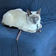 Scratch participe au concours pour gagner de l'argent avec cette photo : cat, feline, blue_eyes, cream_fur, short_hair, sitting, lying_down, indoors, cushion, blue_background, leash, collar, pet, animal, portrait, relaxed, staring, whiskers, ears, photography