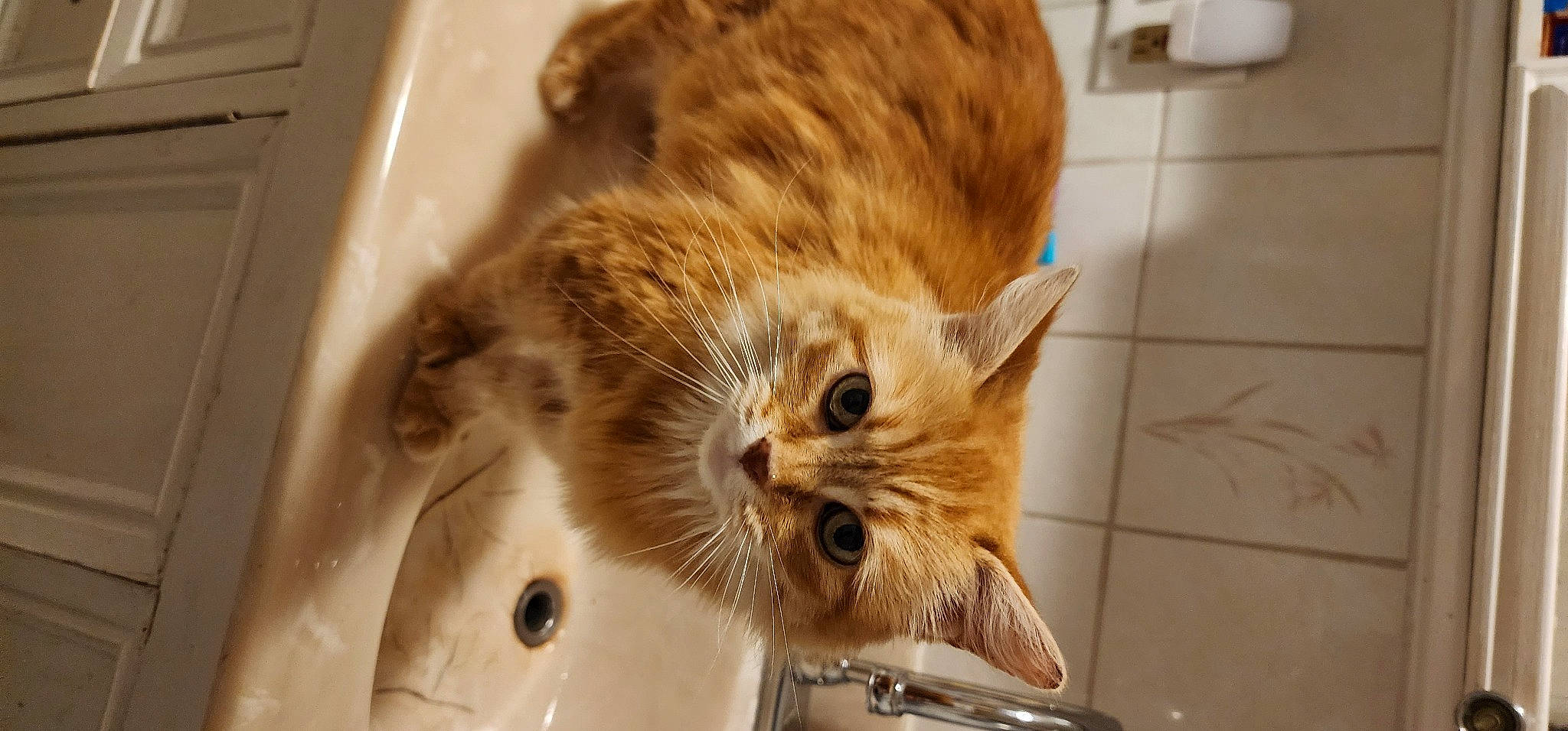 Chippy joined the competition — help win amazing prizes! carnivore, cat, cat_supply, claw, comfort, companion_dog, domestic_short_haired_cat, ear, fawn, felidae, flooring, fur, hardwood, paw, pet_supply, small_to_medium_sized_cats, snout, washing_machine, whiskers, wood