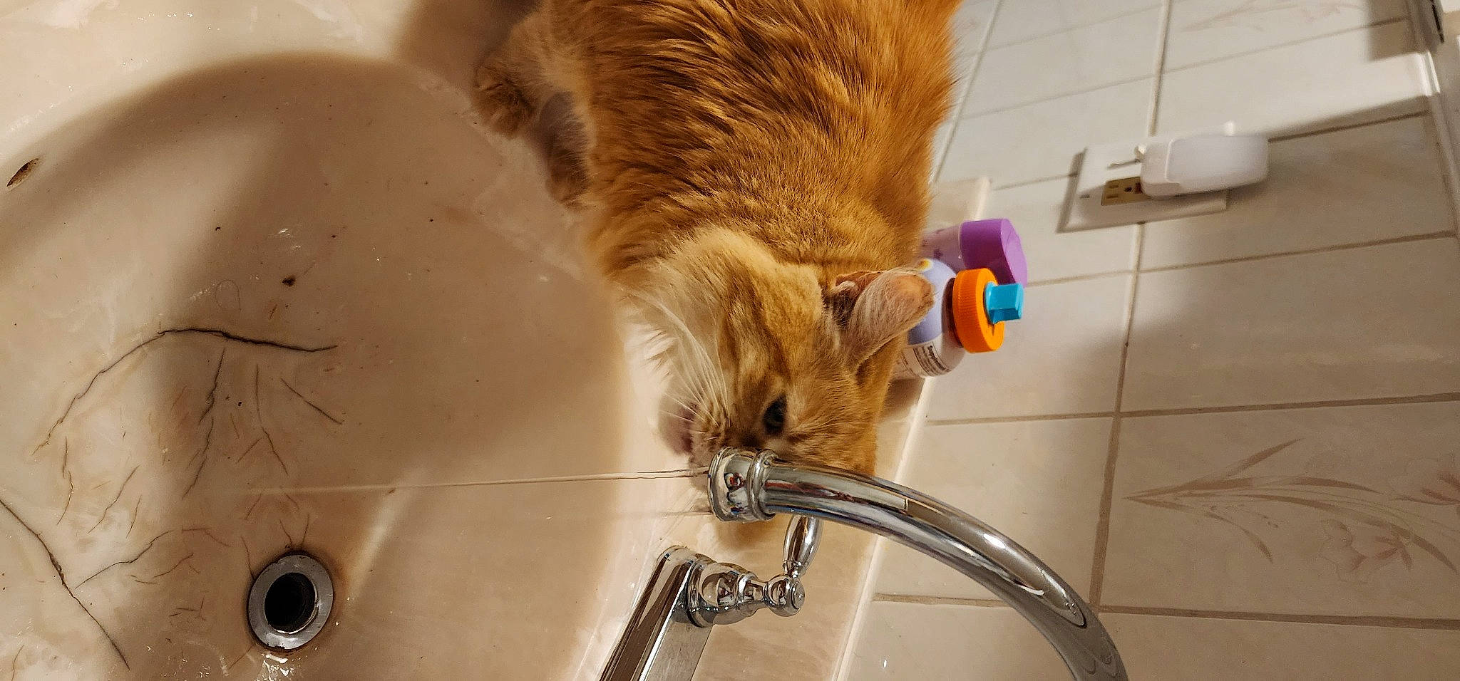 Chippy is registered to the contest to win money with this photo: carnivore, cat, claw, domestic_short_haired_cat, fang, fawn, felidae, fur, gas, metal, paw, plumbing, plumbing_fixture, sink, small_to_medium_sized_cats, snout, tail, tap, terrestrial_animal, whiskers