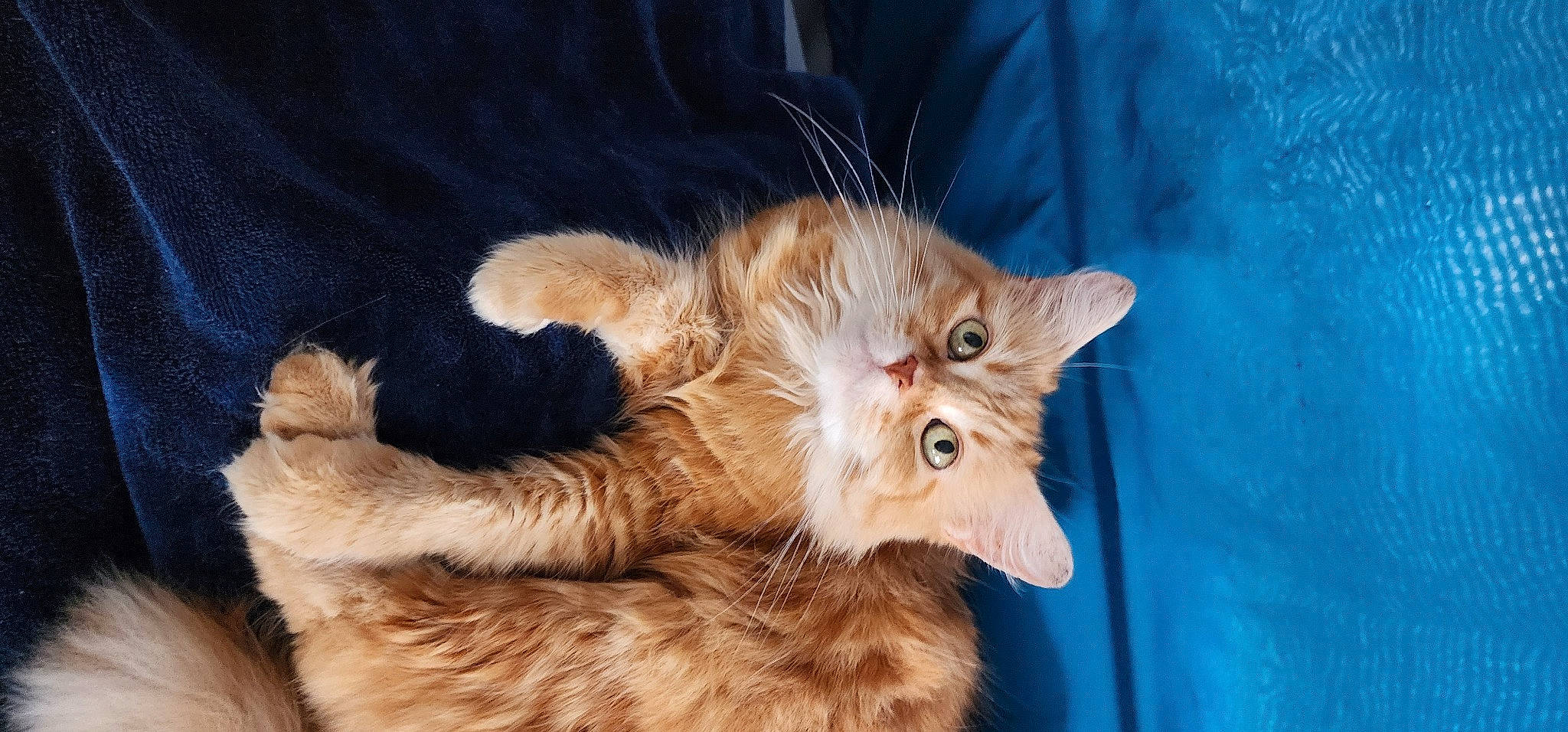 Chippy joined the competition — help win amazing prizes! carnivore, cat, claw, comfort, domestic_short_haired_cat, ear, electric_blue, fawn, felidae, fur, laperm, paw, small_to_medium_sized_cats, tail, terrestrial_animal, whiskers