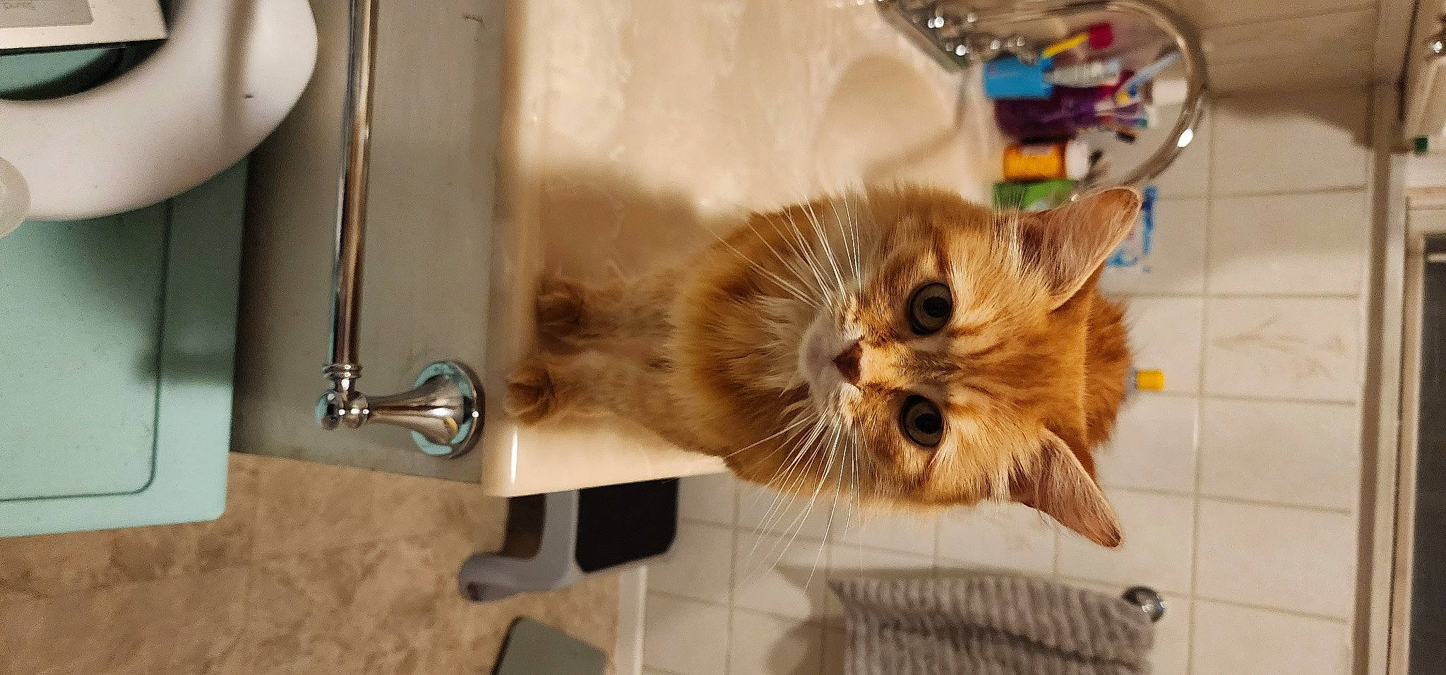 Chippy joined the competition — help win amazing prizes! box, cardboard, carnivore, cat, claw, companion_dog, domestic_short_haired_cat, fawn, felidae, flooring, fur, paw, pet_supply, room, small_to_medium_sized_cats, snout, tail, terrestrial_animal, whiskers