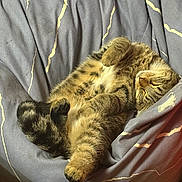 Prince participe au concours pour gagner de l'argent avec cette photo : cat, tabby_cat, pet, sleeping, napping, beanbag, blanket, fur, paws, whiskers, cozy, indoor, relaxed, curled, closeup, portrait, domestic_cat, textile, home, comfortable