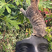 Prince participe au concours pour gagner de l'argent avec cette photo : cat, tabby_cat, statue, sculpture, garden, leaves, ivy, foliage, plant, greenery, paws, sitting, back_view, outdoor, bush, portrait_sculpture, playful, texture, nose, eyes
