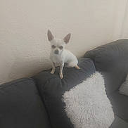 Rocky participe au concours pour gagner de l'argent avec cette photo : animal, chihuahua, couch, dog, domestic, ears, fluffy_pillow, fur, furniture, home, indoor, looking, pet, pillow, sitting, small_dog, sofa, texture, wall, white_dog