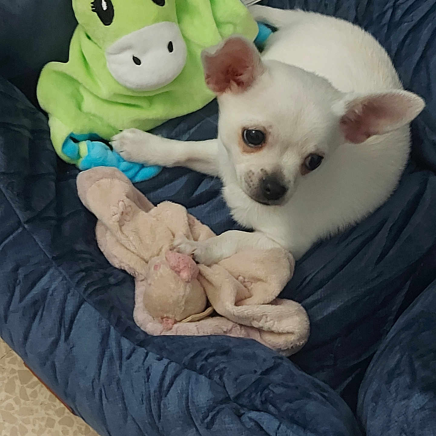 Rocky participe au concours pour gagner de l'argent avec cette photo : animal, bed, blanket, blue_bed, companion, cozy, cute, dog, ears, floor, fur, indoor, pet, plush_toy, puppy, resting, small_dog, soft_toy, stuffed_animal, white_dog