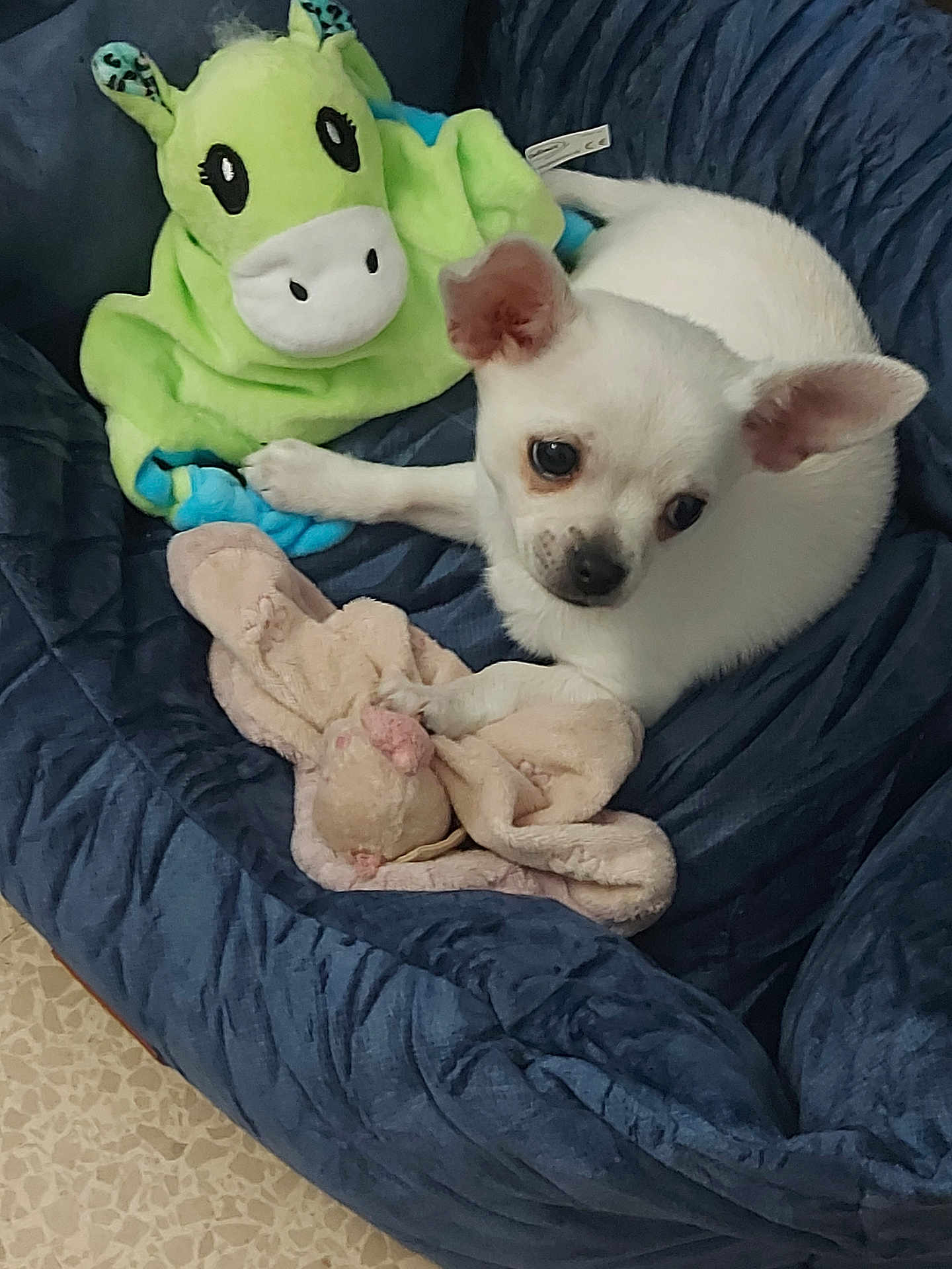 Rocky participe au concours pour gagner de l'argent avec cette photo : puppy, dog, white_dog, plush_toy, stuffed_animal, bed, blanket, blue_bed, soft_toy, animal, pet, indoor, cute, small_dog, fur, ears, floor, resting, cozy, companion