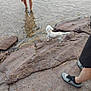 Rocky participe au concours pour gagner de l'argent avec cette photo : barefoot, casual, dog, footwear, legs, nature, outdoor, person, pet, reflection, rock, rocks, shallow_water, shoes, shorts, small_dog, standing, summer, water, white_dog