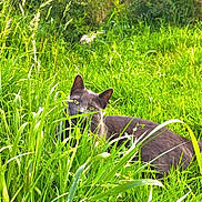 Moon a rejoint le concours — aidez-le/la à gagner de superbes lots ! cat, green_grass, outdoor, nature, pet, feline, eyes, ears, whiskers, meadow, sunlight, daylight, camouflage, relaxing, close_up, portrait, plants, hedge, playful, wild_grass