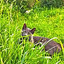 cat, green_grass, outdoor, nature, pet, feline, eyes, ears, whiskers, meadow, sunlight, daylight, camouflage, relaxing, close_up, portrait, plants, hedge, playful, wild_grass