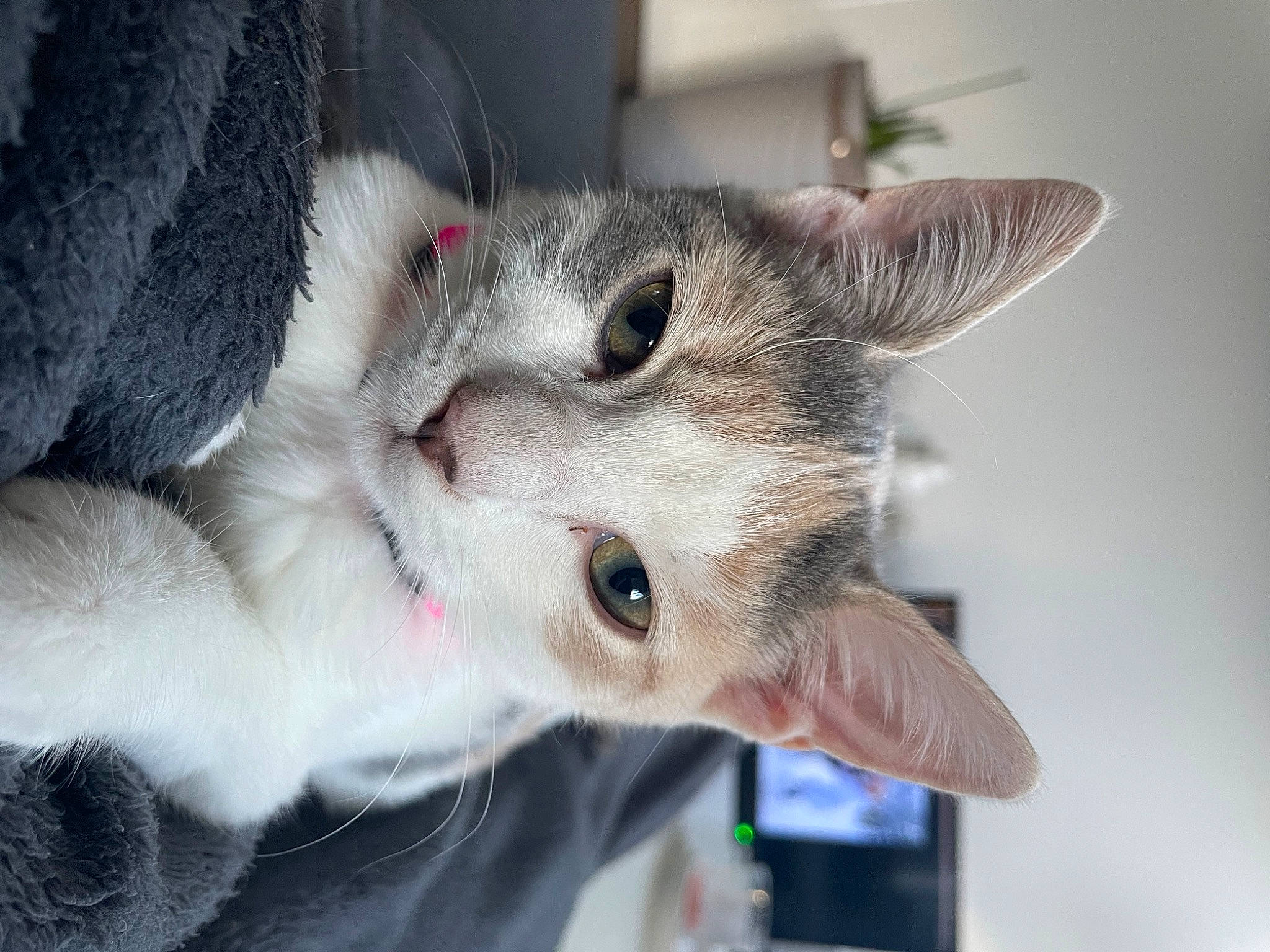 Simone participe au concours pour gagner de l'argent avec cette photo : carnivore, cat, claw, domestic_short_haired_cat, ear, fang, felidae, fur, paw, plant, small_to_medium_sized_cats, snout, tail, whiskers