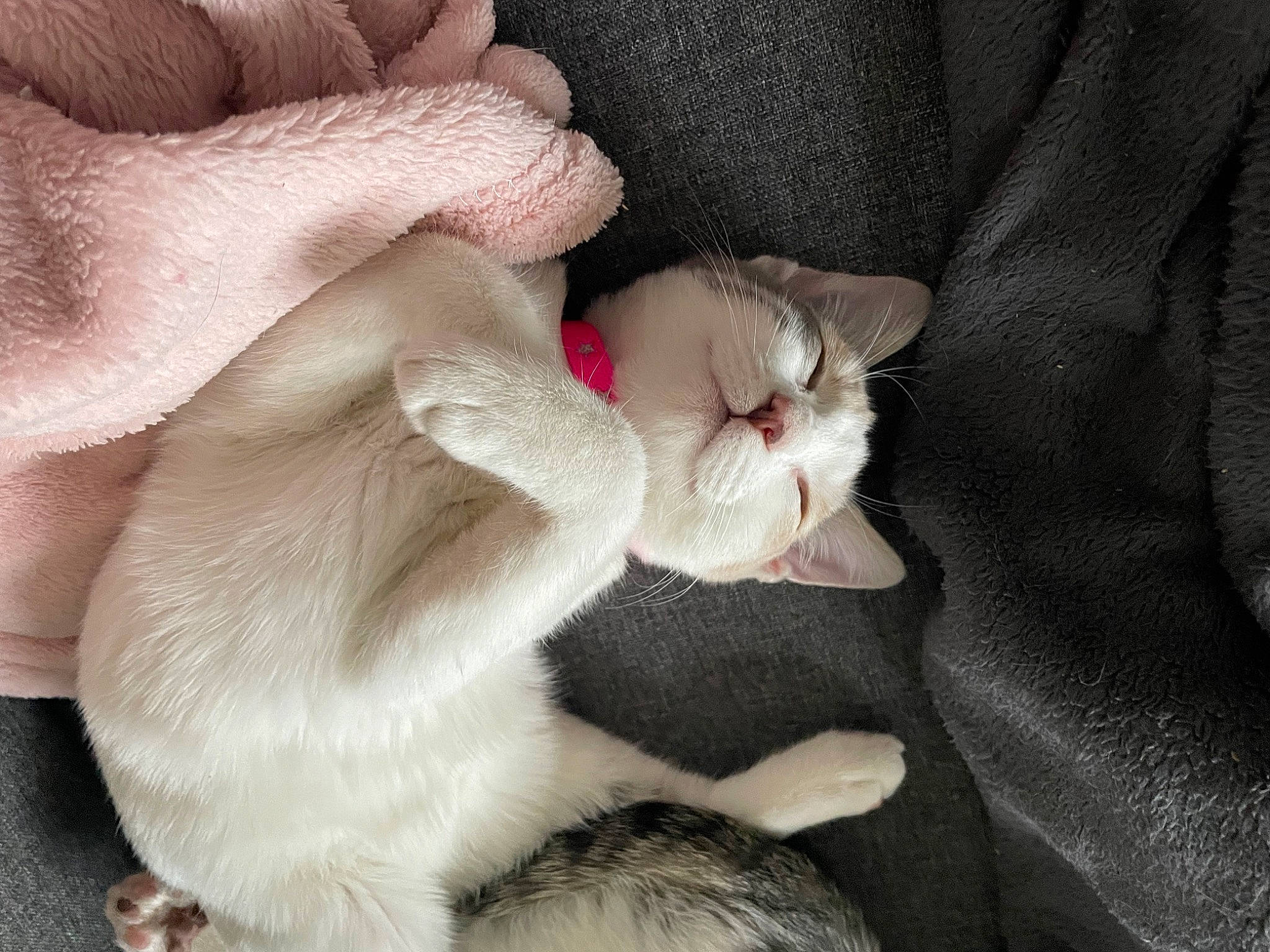 Simone a rejoint le concours — aidez-le/la à gagner de superbes lots ! canidae, carnivore, cat, claw, comfort, companion_dog, dog_breed, domestic_short_haired_cat, ear, fawn, felidae, flower, foot, fur, nail, paw, small_to_medium_sized_cats, snout, tail, whiskers